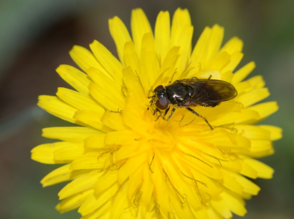 Syrphidae: Cheilosia sp., femmina